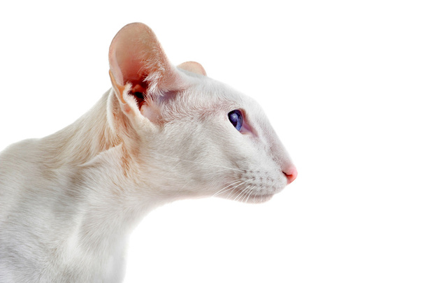 Fehér orientális macska - Fotó, kép