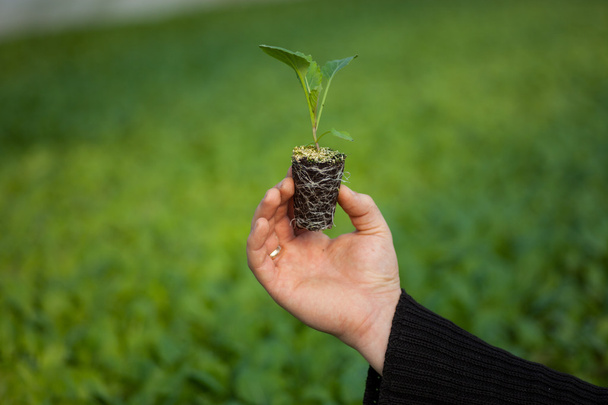 Menschenhände halten junge Pflanze mit Erde über verschwommenem Naturhintergrund. Ökologie Weltumwelttag csr Sämling go green eco friendly - Foto, Bild