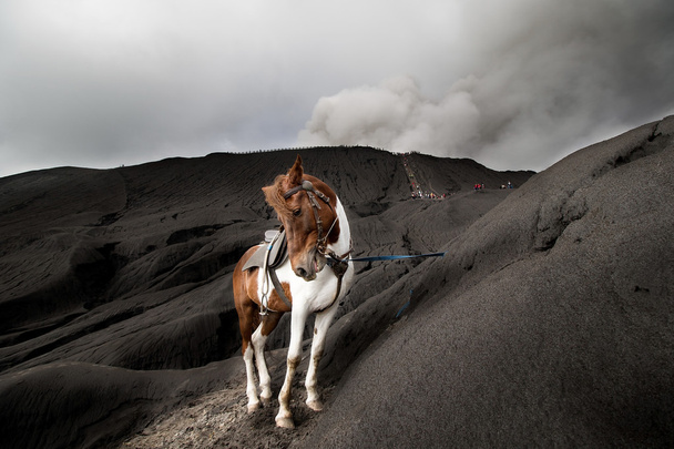 Paard en Mount Bromo - Foto, afbeelding