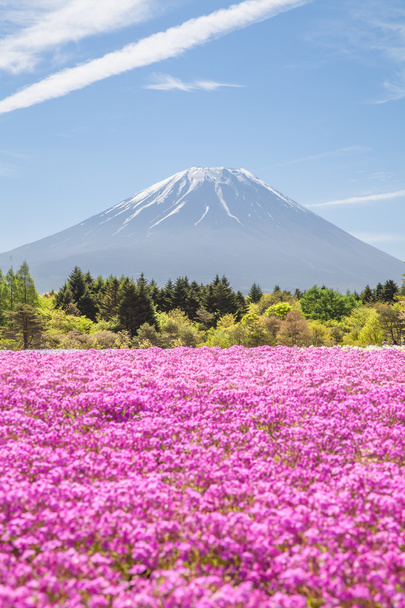 Hegyi Fuji és rózsaszín moss mező - Fotó, kép