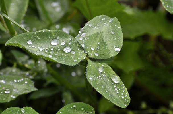 Green clover leaf with drops of water  - Φωτογραφία, εικόνα