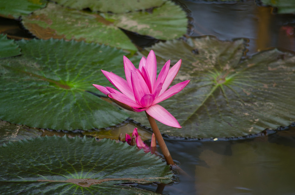 ροζ όμορφο λωτού και πράσινο φύλλο στη λίμνη - Φωτογραφία, εικόνα