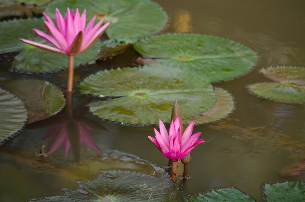 розовый красивый лотос и зеленый лист в пруду
 - Фото, изображение