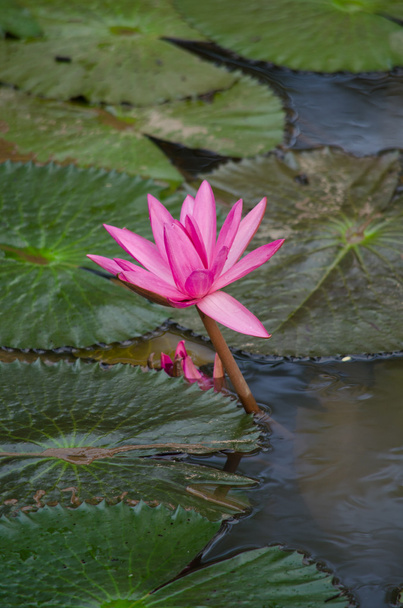 roze mooie lotus en groen blad in vijver - Foto, afbeelding