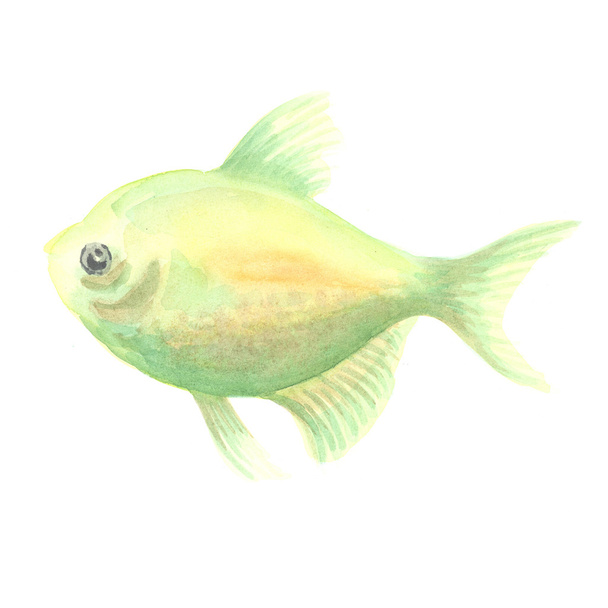 Green small fish - 写真・画像
