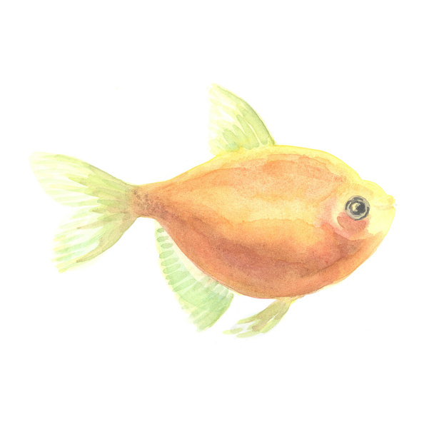 Yellow small fish - 写真・画像
