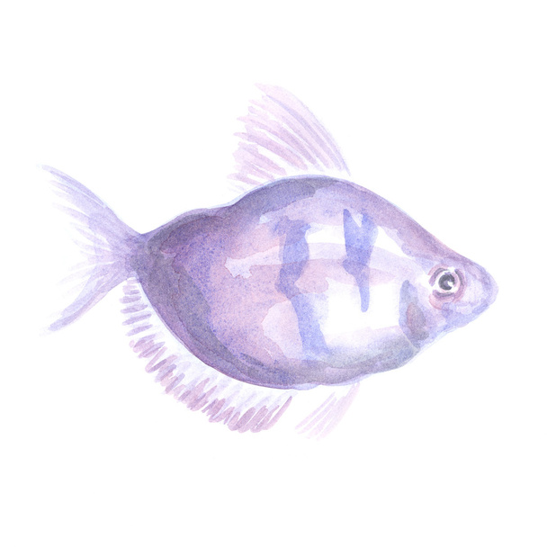 violet small fish - Zdjęcie, obraz