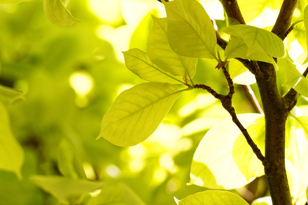 Photo of the green leaves in summer - Foto, imagen