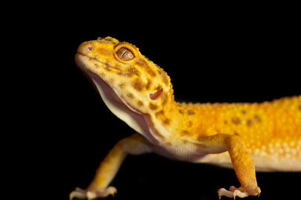 Leopard gecko pet - Photo, Image