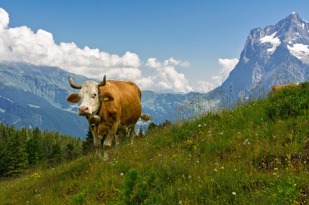 Cow in idyllic alpine landscape, Alps mountains  and countryside in summer, Switzerland - Фото, зображення