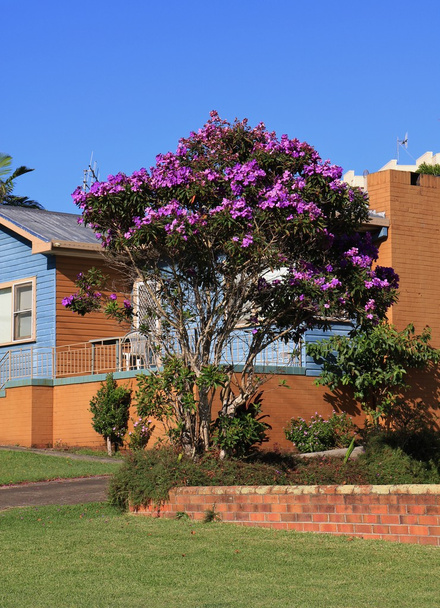 オーストラリアの栄光の花の茂み - 写真・画像