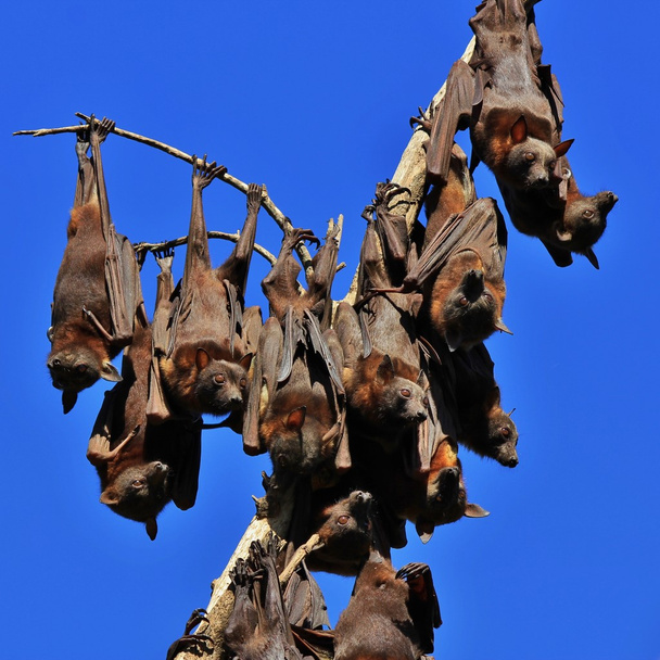 Létající lišky visí na větvi stromu - Fotografie, Obrázek