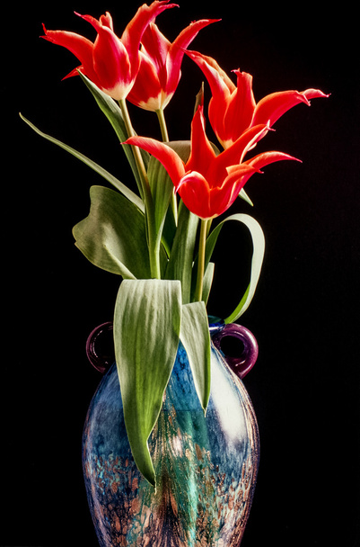 The tulip is  flowers in the genus Tulipa, - Foto, imagen