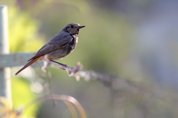 Piccolo uccello di Redstart nero
 - Foto, immagini