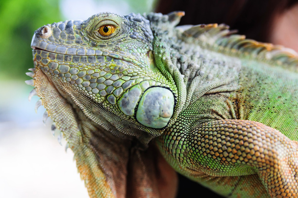 Retrato de iguana verde
 - Foto, Imagen