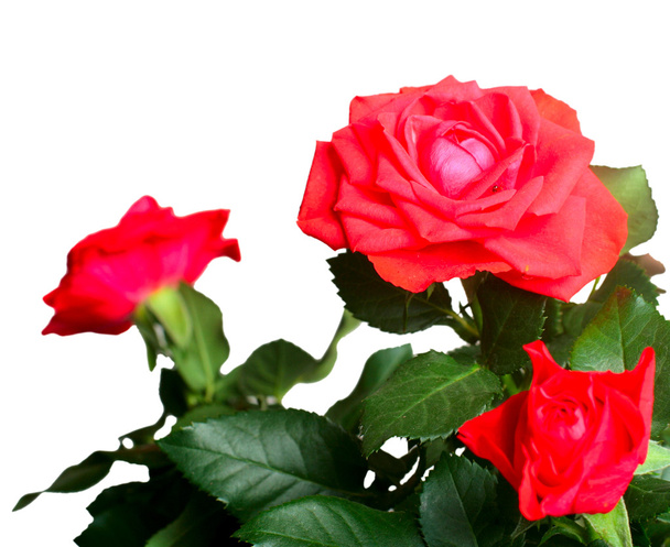 Beautiful red roses - Valokuva, kuva