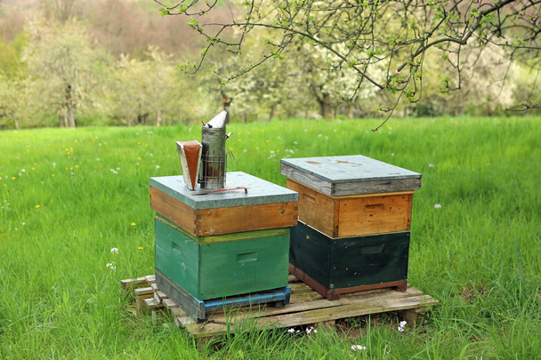Bienenstöcke - Foto, Bild