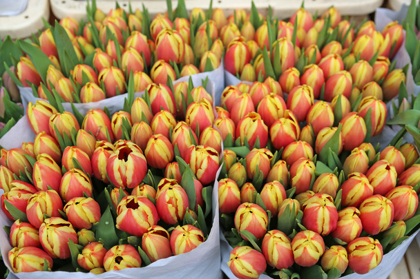 tulipes - Photo, image