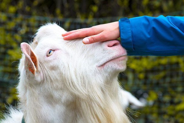 Hand caressing the head of a goat - Foto, Bild