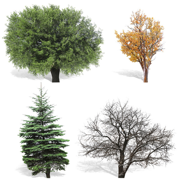 Árvores na primavera ou verão, outono e inverno
 - Foto, Imagem