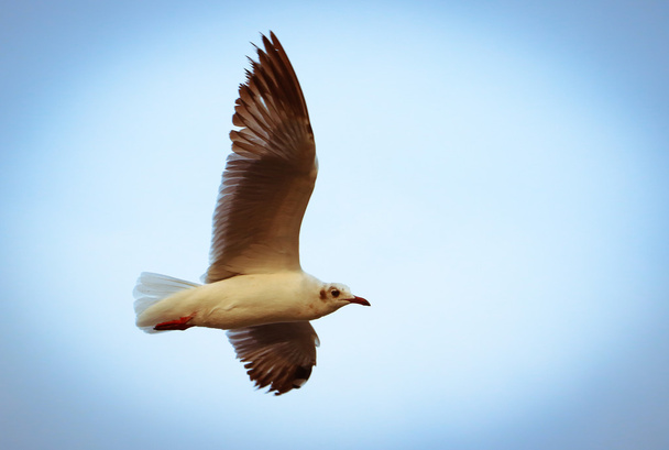 A seagull flying. Seagulls fly in the blue sky. - Photo, Image