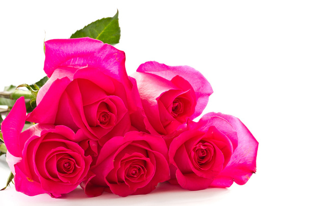 Bright beautiful pink roses - Photo, image
