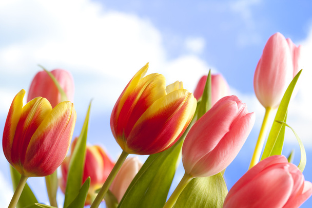 Flowers - beautiful tulips on blue sky background - Fotoğraf, Görsel
