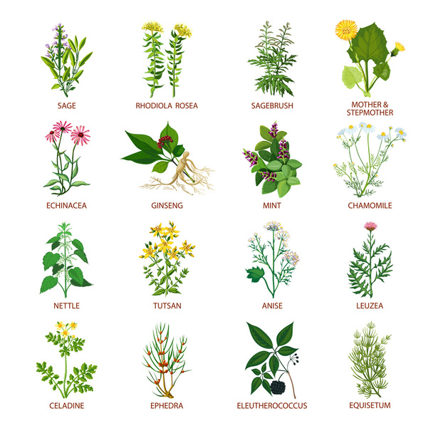 Φαρμακευτικά φυτά εικονίδια επίπεδη - Διάνυσμα, εικόνα