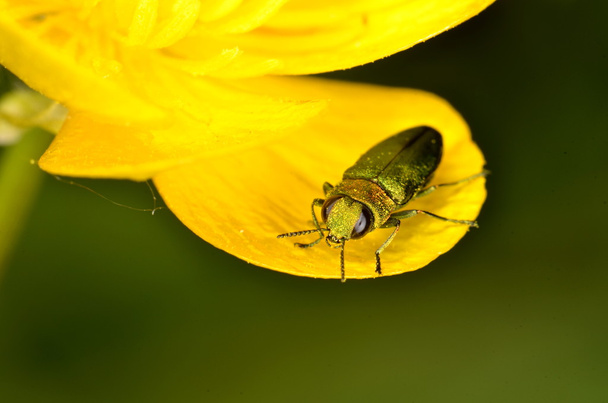 scarabée charançon Anthaxia nitidula
  - Photo, image