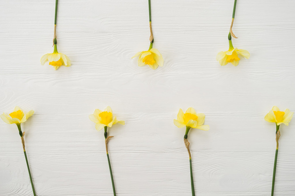 Narcissus flowers on white wooden background. Sign of spring, nature awakening. - Photo, Image