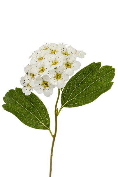 Bloemen van Spirea aguta (bruiden krans), close-up, geïsoleerde op  - Foto, afbeelding