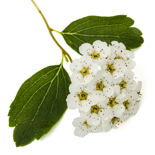 Bloemen van Spirea aguta (bruiden krans), close-up, geïsoleerde op w - Foto, afbeelding