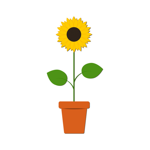 Sunflower in the pot on the white background - Vector, imagen