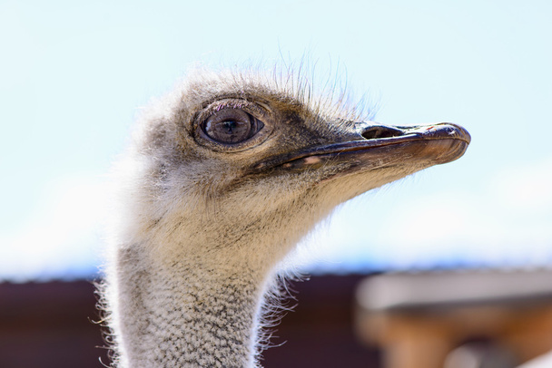 Ostrich head closeup - Фото, изображение