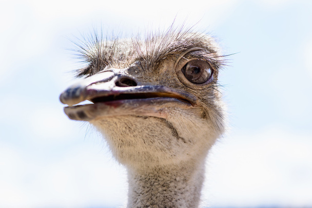Ostrich head closeup - Fotografie, Obrázek