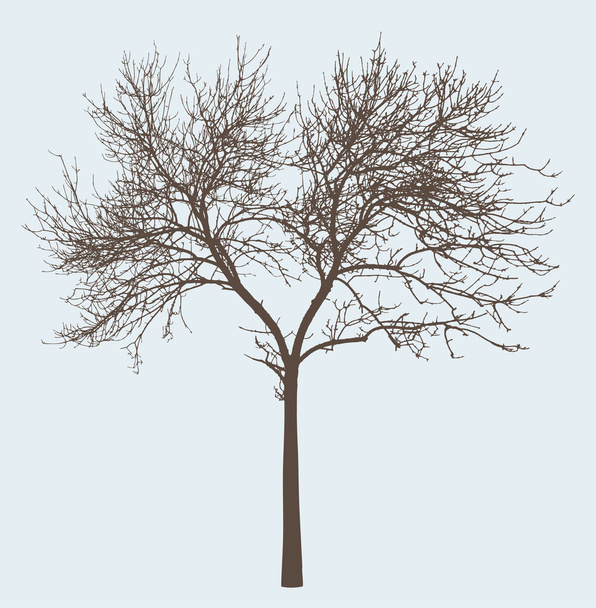 silhouette del vecchio albero
 - Vettoriali, immagini