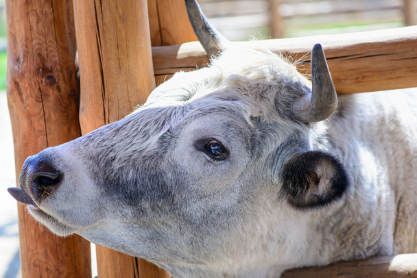 Grande mucca bianca
 - Foto, immagini