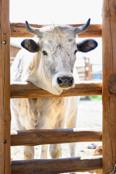 big white cow - Fotoğraf, Görsel