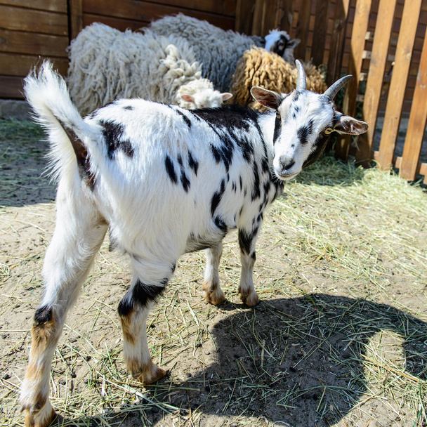 spotted goat farm animal - Foto, imagen