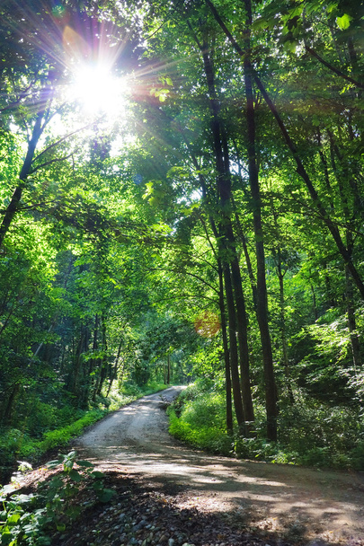 Summer forest, sun - Fotó, kép