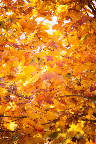 autumn leaves fall trees nature background - Фото, изображение