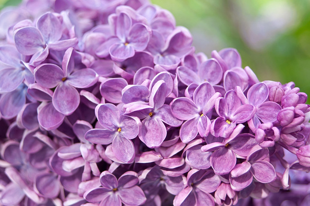 Closeup Lila bloem. lente achtergrond - Foto, afbeelding