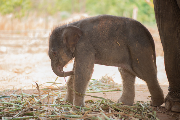 Close up of baby elephant - Photo, Image