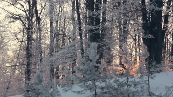 Panorama des Winterwaldes. verschneiter Winterwald. Bäume vom Schnee bedeckt - Filmmaterial, Video