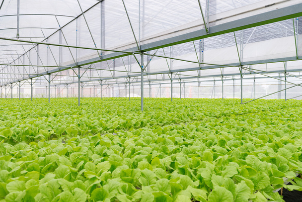 Organic vegetables of greenhouse interior - Фото, зображення