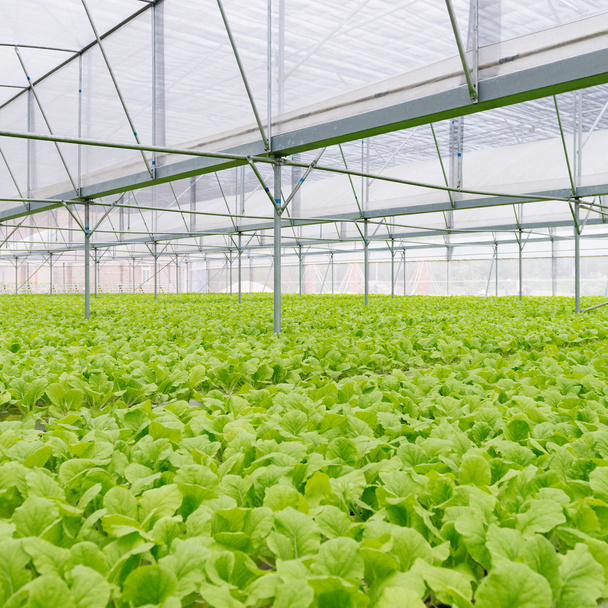Organic vegetables of greenhouse interior - 写真・画像