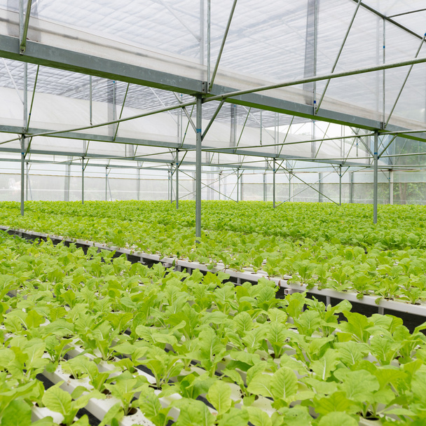 Organic vegetables of greenhouse interior - Foto, imagen