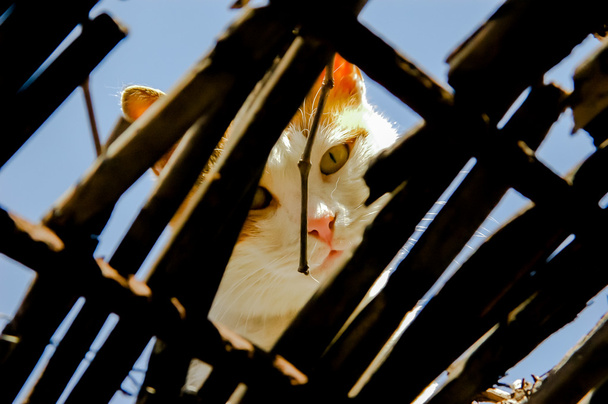 zencefil kedi - Fotoğraf, Görsel