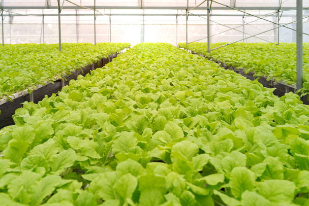 Organic vegetables of greenhouse interior - Фото, изображение