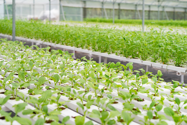 Organic vegetables of greenhouse interior - Photo, Image